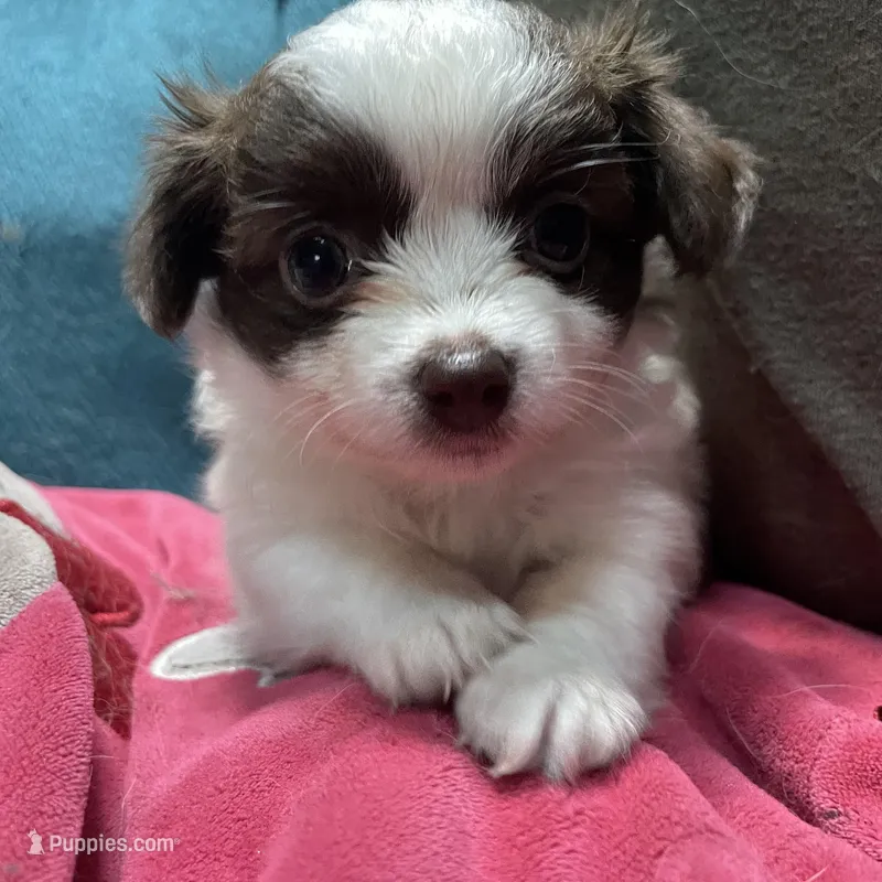 mini-Penny-longhair – Chihuahua puppy for sale in Orlando, FL