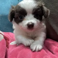 mini-Penny-longhair, a female Chihuahua for sale in Orlando, FL – Photo 1 of 10