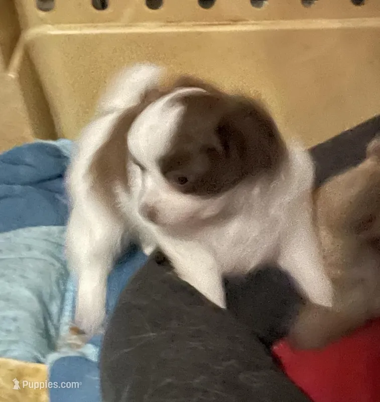 mini-Penny – Chihuahua puppy for sale in Orlando, FL