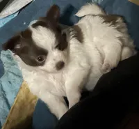 mini-Penny-longhair, a female Chihuahua for sale in Orlando, FL – Photo 3 of 10