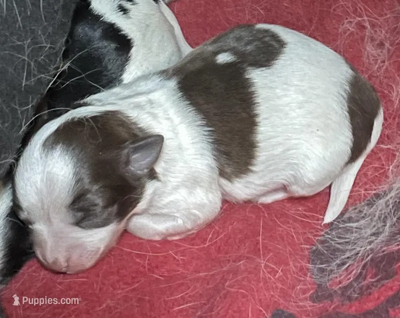Penny – Chihuahua puppy for sale in Orlando, FL