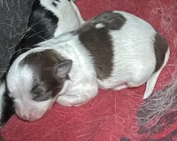 mini-Penny, a female Chihuahua for sale in Orlando, FL – Photo 1 of 2