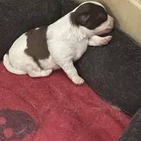 mini-Penny-longhair, a female Chihuahua for sale in Orlando, FL – Photo 8 of 10