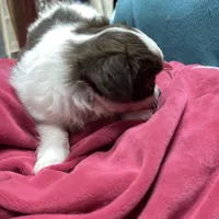 mini-Penny-longhair, a female Chihuahua for sale in Orlando, FL – Photo 5 of 10