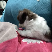 mini-Penny-longhair, a female Chihuahua for sale in Orlando, FL – Photo 4 of 10