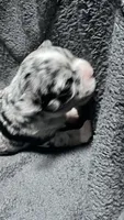 chihuahua2, a female Chihuahua for sale in Orlando, FL – 2 of 3