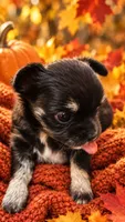 Chihuahua-1-Penni, a female Chihuahua for sale in Orlando, FL – 8 of 8
