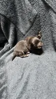chihuahua5, a male Chihuahua for sale in Orlando, FL – 7 of 8