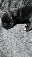 Chhuahua-1, a male Chihuahua for sale in Orlando, FL – 2 of 6