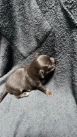 chihuahua5, a male Chihuahua for sale in Orlando, FL – 8 of 8