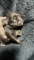 chihuahua5, a male Chihuahua for sale in Orlando, FL – 6 of 8