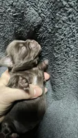 chihuahua5, a male Chihuahua for sale in Orlando, FL – 2 of 8