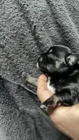 Chhuahua-1, a male Chihuahua for sale in Orlando, FL – 6 of 6