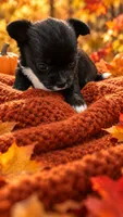 chihuahua4-Luna Belle, a female Chihuahua for sale in Orlando, FL – 4 of 9