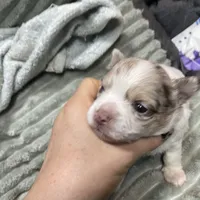 Aria, a female Chihuahua for sale in Orlando, FL – Photo 8 of 9