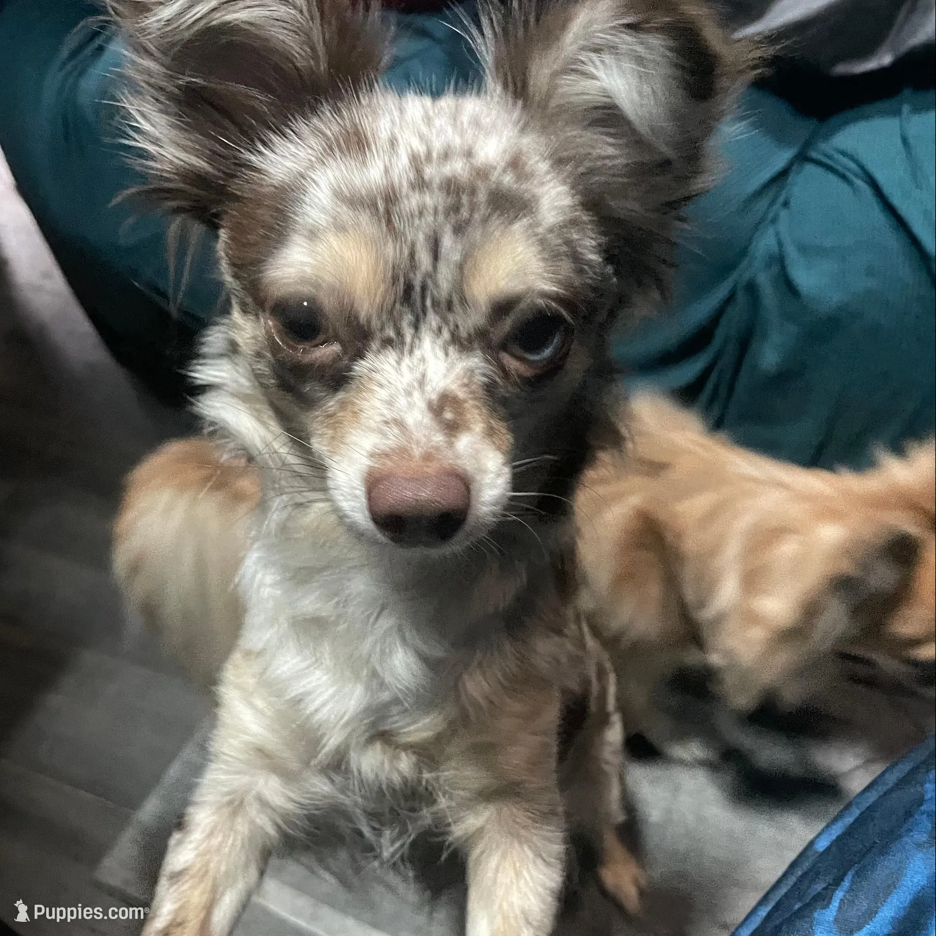 Olivia, a female Chihuahua for sale in Orlando, FL – Photo 8 of 8