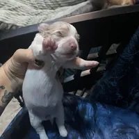 Olivia, a female Chihuahua for sale in Orlando, FL – Photo 3 of 8