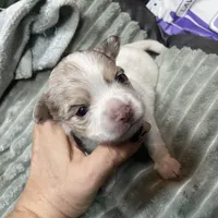 Aria, a female Chihuahua for sale in Orlando, FL – Photo 1 of 9