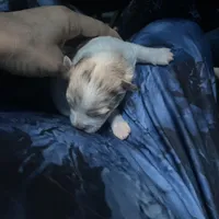 Olivia, a female Chihuahua for sale in Orlando, FL – Photo 4 of 8