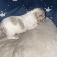 Olivia, a female Chihuahua for sale in Orlando, FL – Photo 2 of 8