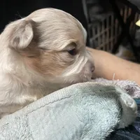 Aria, a female Chihuahua for sale in Orlando, FL – Photo 6 of 9