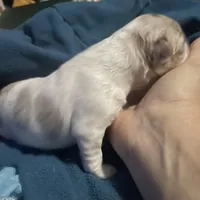 Olivia, a female Chihuahua for sale in Orlando, FL – Photo 7 of 8