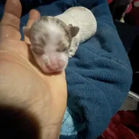 Olivia, a female Chihuahua for sale in Orlando, FL – Photo 6 of 8