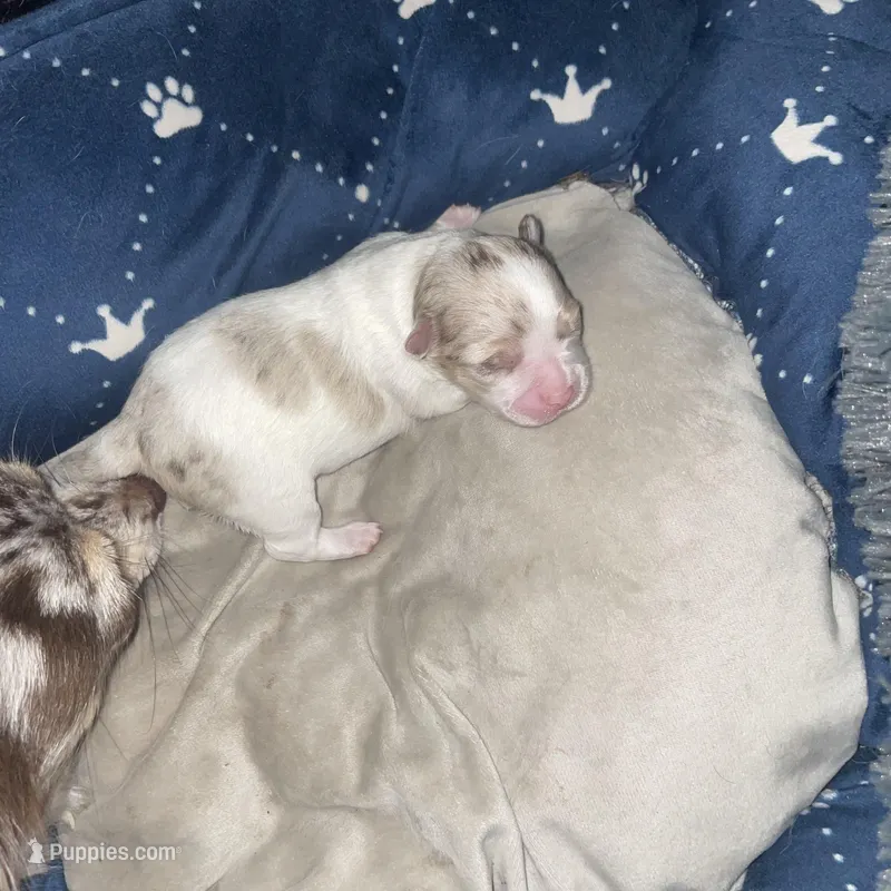 Olivia – Chihuahua puppy for sale in Orlando, FL