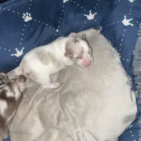 Olivia, a female Chihuahua for sale in Orlando, FL – Photo 1 of 8