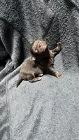 chihuahua5, a male Chihuahua for sale in Orlando, FL – 4 of 8