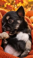 Chihuahua-1-Penni, a female Chihuahua for sale in Orlando, FL – 1 of 8