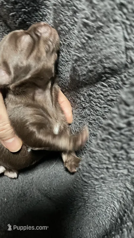 chihuahua5 – Chihuahua puppy for sale in Orlando, FL