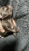 chihuahua5, a male Chihuahua for sale in Orlando, FL – 1 of 8