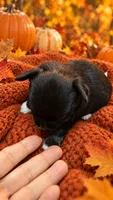 chihuahua4-Luna Belle, a female Chihuahua for sale in Orlando, FL – 5 of 9
