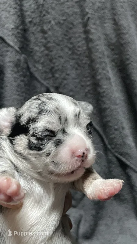 chihuahua2 – Chihuahua puppy for sale in Orlando, FL