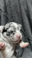 chihuahua2, a female Chihuahua for sale in Orlando, FL – 1 of 3