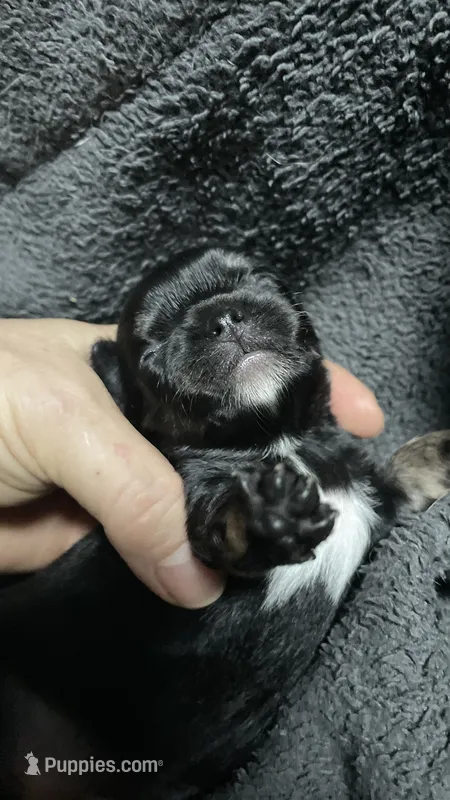 Chhuahua-1 – Chihuahua puppy for sale in Orlando, FL