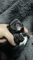 Chhuahua-1, a male Chihuahua for sale in Orlando, FL – 1 of 6