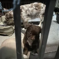 Basil-longhair, a male Chihuahua for sale in Orlando, FL – Photo 8 of 10