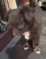 Basil-longhair, a male Chihuahua for sale in Orlando, FL – Photo 5 of 10