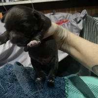 Basil, a male Chihuahua for sale in Orlando, FL – Photo 5 of 6