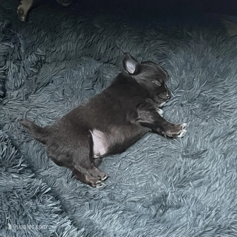 Basil – Chihuahua puppy for sale in Orlando, FL