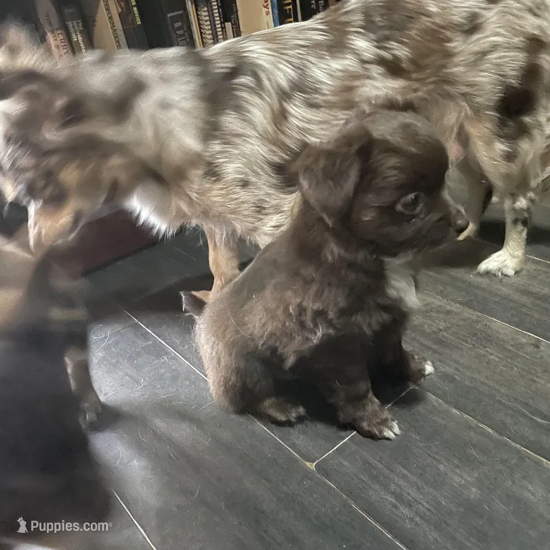 Basil – Chihuahua puppy for sale in Orlando, FL