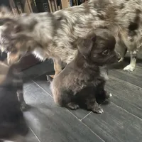 Basil-longhair, a male Chihuahua for sale in Orlando, FL – Photo 1 of 10