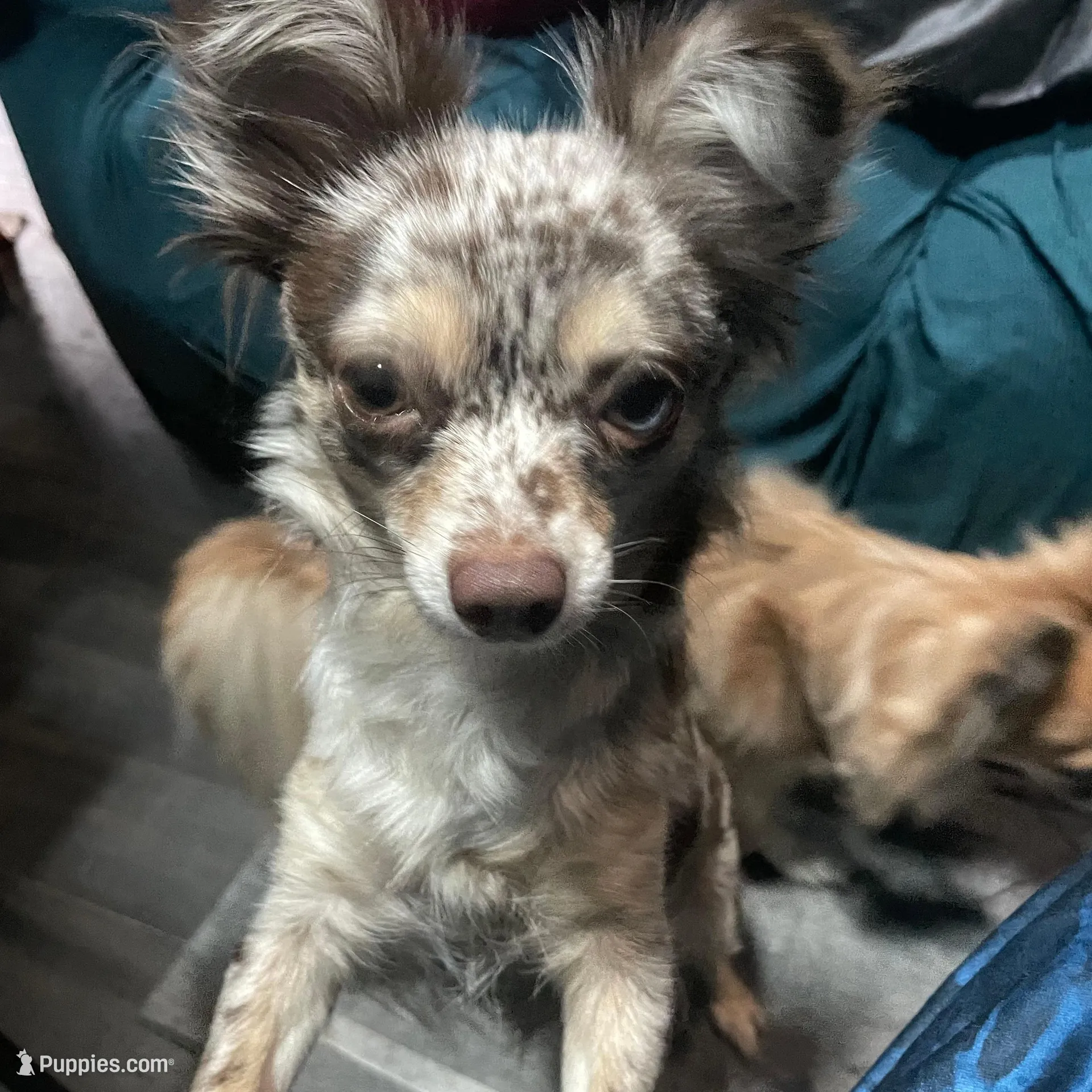 Basil, a male Chihuahua for sale in Orlando, FL – Photo 6 of 6