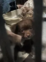 Basil-longhair, a male Chihuahua for sale in Orlando, FL – Photo 7 of 10