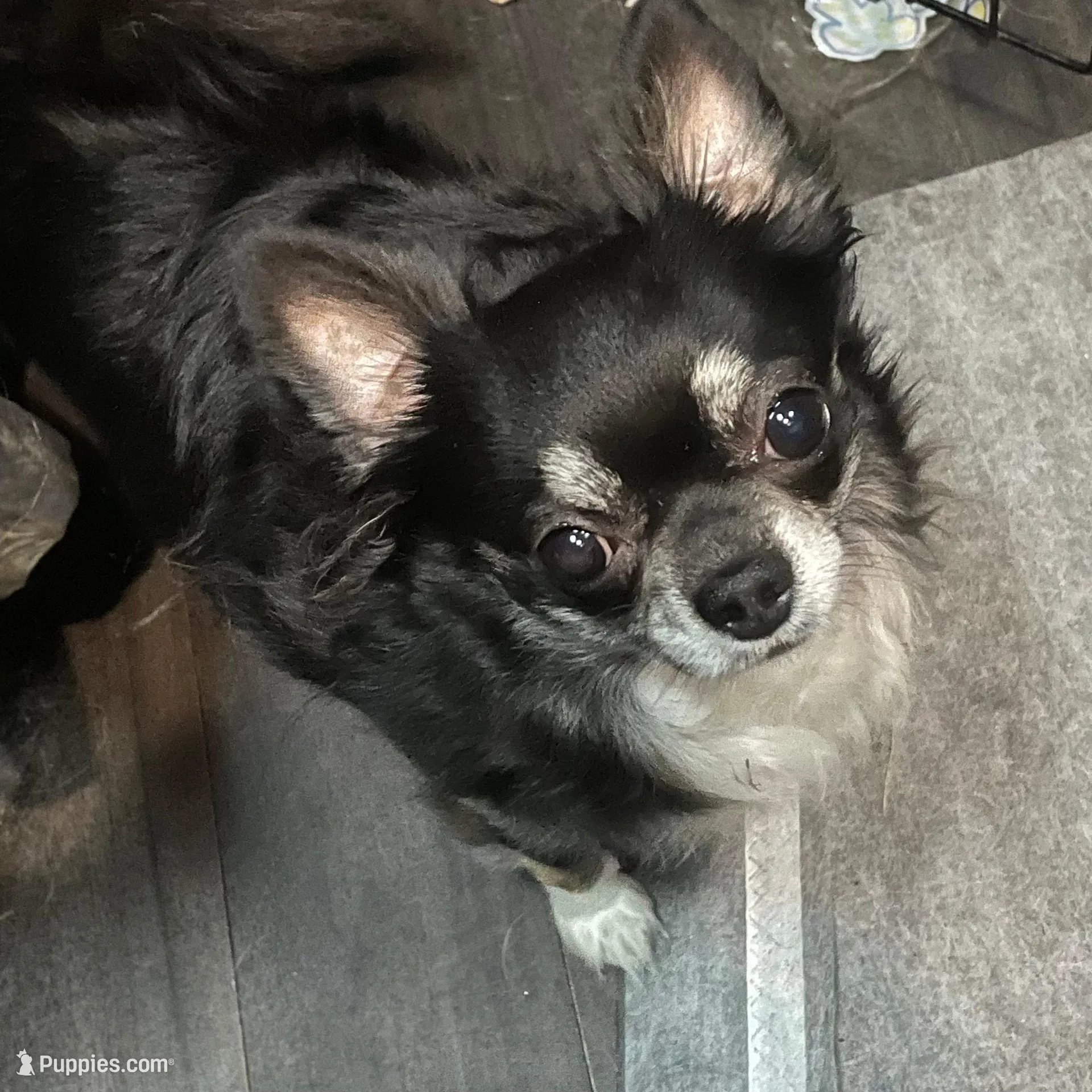 Basil-longcoat, a male Chihuahua for sale in Orlando, FL – 10 of 10