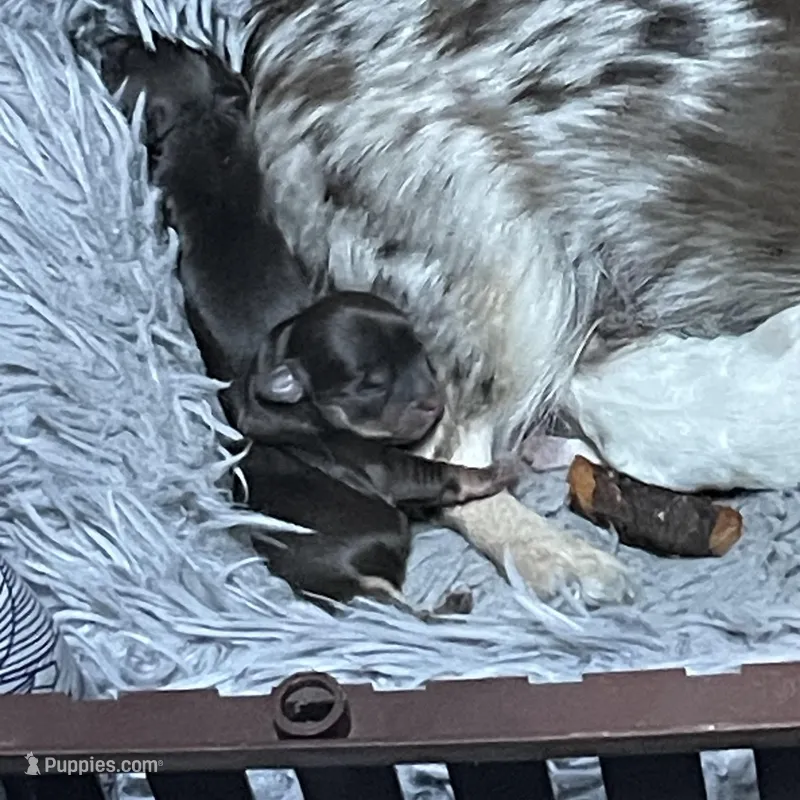 Basil – Chihuahua puppy for sale in Orlando, FL