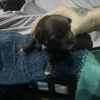 Basil, a male Chihuahua for sale in Orlando, FL – Photo 4 of 6