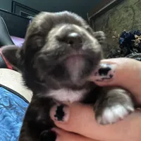 Basil, a male Chihuahua for sale in Orlando, FL – Photo 2 of 6